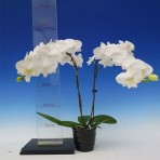 Doritaenopsis Shulong Moon Light B S